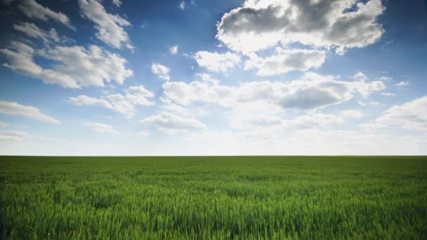 Campo Trigo Verde Fresco Agains Cielo Azul Nubes Blancas Esponjosas — Vídeos de Stock