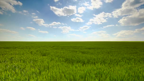 Świeże Zielone Pole Pszenicy Ponownie Błękitne Niebo Puszyste Białe Chmury — Wideo stockowe