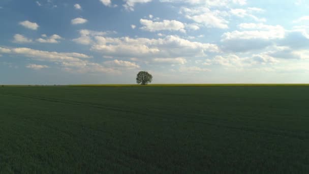 Strom Zeleném Pšeničném Poli Žlutá Řepka Anténní Video — Stock video