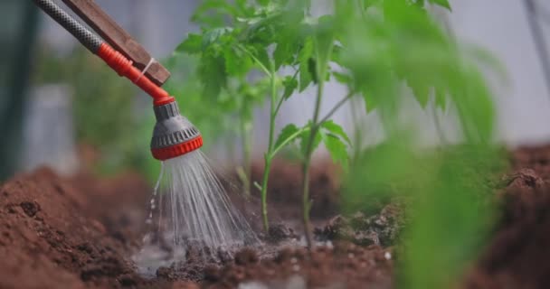 Νερό Ποτίσματος Πρόσφατα Φυτεμένα Φυτά Τομάτας Στο Θερμοκήπιο Έννοια Κηπουρικής — Αρχείο Βίντεο