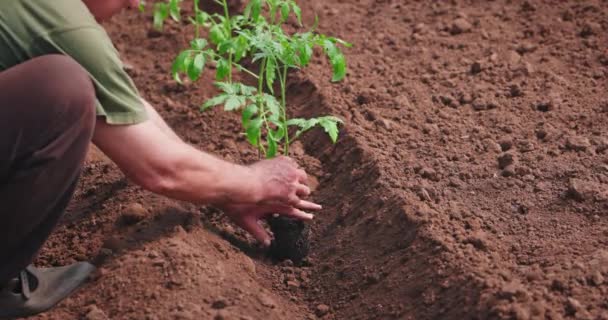 Las Manos Del Agricultor Plantando Tierra Plántulas Tomate Huerto Agricultura — Vídeo de stock
