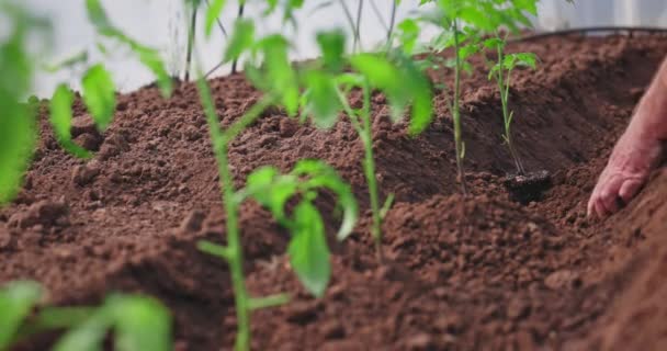 Farmářské Ruce Sázejí Půdy Sazenice Rajčat Zeleninové Zahradě Skleníku Ekologické — Stock video