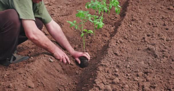 Manos Granjero Plantando Una Plántula Tomates Invernadero Agricultura Ecológica Jardinería — Vídeo de stock