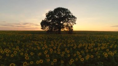 Çiçek açan ayçiçeği ve ağaç tarlası arka planda günbatımı, 4k video