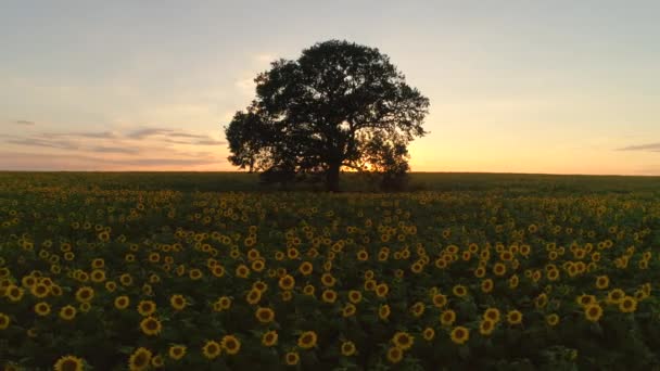 Gebied Van Bloeiende Zonnebloemen Boom Een Achtergrond Zonsondergang Video — Stockvideo