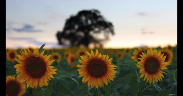 Fält Blommande Solrosor Och Träd Bakgrund Solnedgång Video — Stockvideo