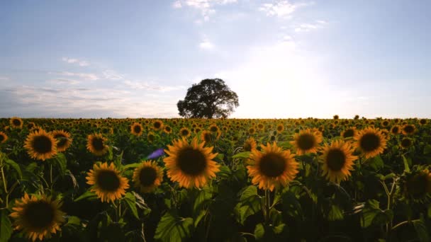 Feld Aus Blühenden Sonnenblumen Und Baum Auf Einem Hintergrund Sonnenuntergang — Stockvideo