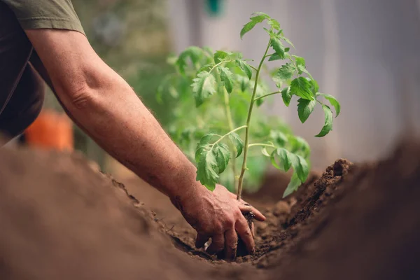 Agricultor Sosteniendo Planta Tomate Invernadero Verduras Orgánicas Cosecha Propia — Foto de Stock