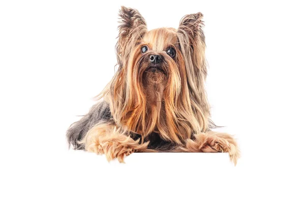 Yorkshire Terrier Pies Izolowany Białym — Zdjęcie stockowe