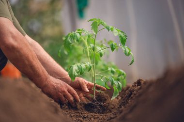 Serada domates yetiştiren çiftçi, ev yapımı organik sebzeler..