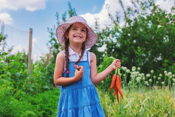 Hermoso Niño Pequeño Con Zanahorias Jardín Niña Agricultora Horticultura —  Fotos de Stock