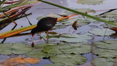 Gölette kuş yemi. Coot Fulica Atra Kuşu Gölde yiyecek arıyor.