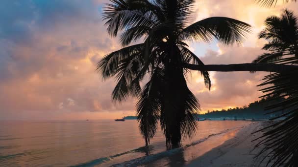 驯鹿岛上白色沙滩上的棕榈树 — 图库视频影像