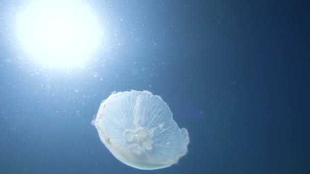 Jellyfish Natação Oceano Subaquático Vídeo — Vídeo de Stock