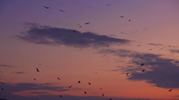 Flying Birds Sky Morning Dramatic Sunrise — Stock Video