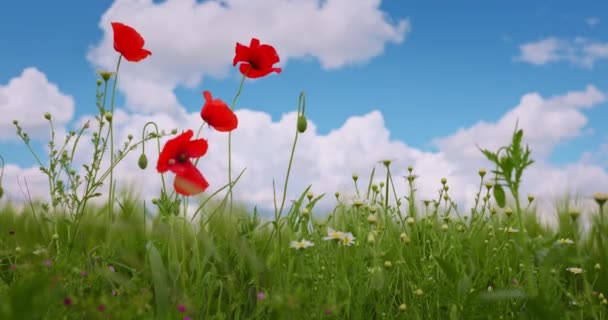 Fleurs Pavot Dans Champ Agricole Vert Contre Ciel Bleu Avec — Video