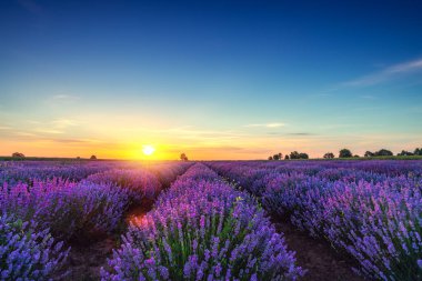 Tarlada panoramik görünümlü lavanta çiçeği