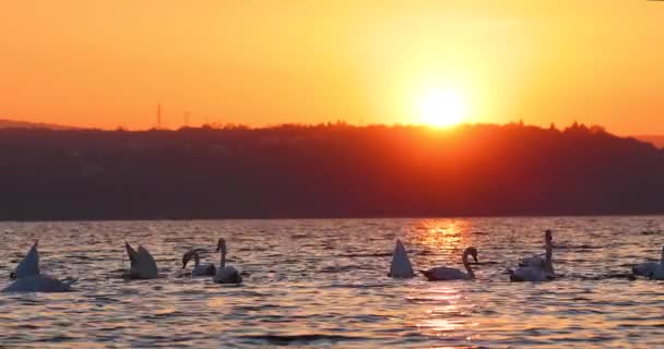 Цветной Закат Над Морским Озером Лебедями Поисках Пищи Воде Видео — стоковое видео
