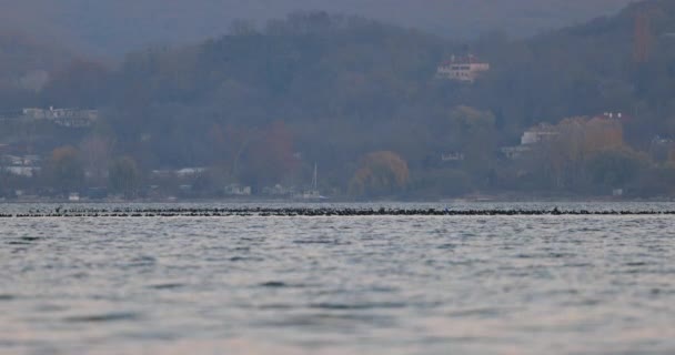 Aves Bandada Patos Agua Cisnes Nadando Agitando Con Alas Agua — Vídeos de Stock