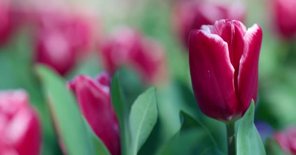 Coloridos Tulipanes Floreciendo Jardín — Vídeo de stock