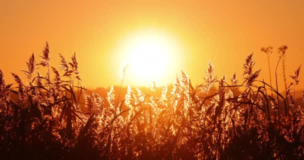 Zachód Słońca Nad Jeziorem Rośliny Paproci Słońce Dzikie Rośliny Wokół — Wideo stockowe