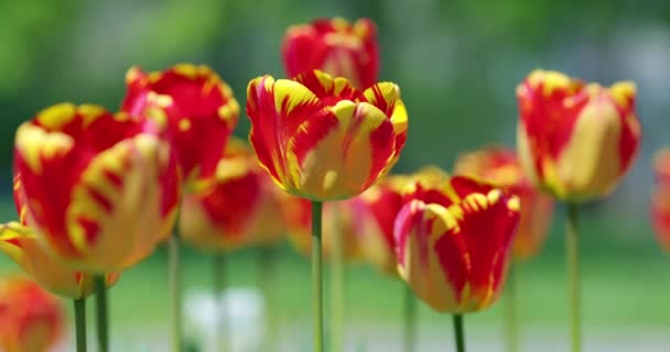 Coloridos Tulipanes Floreciendo Jardín — Vídeo de stock
