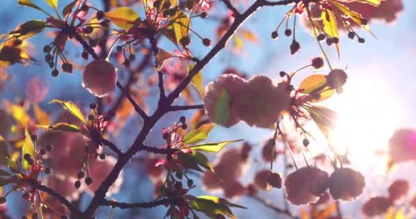 Blühender Rosa Kirschbaum Schöne Frühlingsblüten — Stockvideo