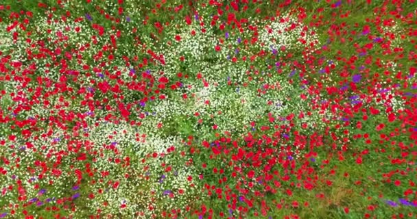 緑のフィールドと自然の背景として野生の花 空中トップビュー デイジー リスの植物 — ストック動画