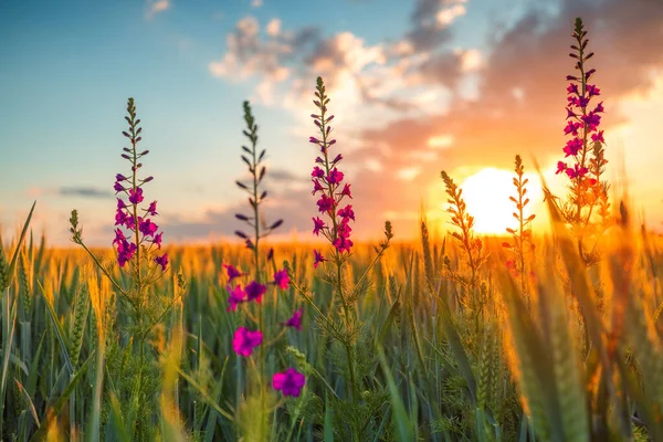 Pôr Sol Sobre Campo Trigo Fresco Flores Silvestres — Fotografia de Stock