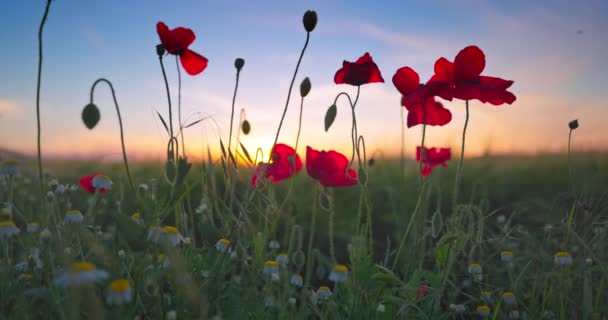 Fleurs Pavot Rouge Dans Champ Agricole Vert Contre Les Nuages — Video