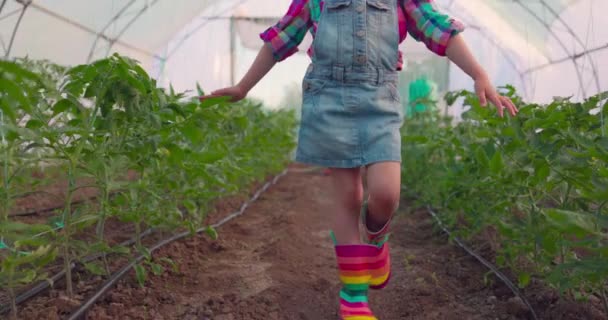 Niña Bonita Joven Agricultor Regando Plantas Tomates Con Regadera Invernadero — Vídeo de stock