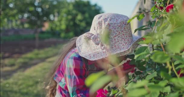 Κοριτσάκι Νεαρός Αγρότης Ποτίζει Και Απολαμβάνει Άρωμα Των Τριανταφυλλιών Στον — Αρχείο Βίντεο