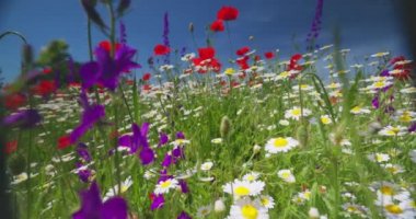 Parlak kırmızı gelincik tarlası, papatya ve menekşe çiçekleri yaz çayırında