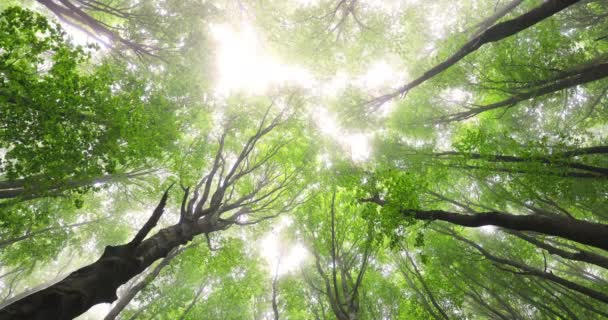 Albero Nella Foresta Con Luce Solare Raggi Del Sole Attraverso — Video Stock