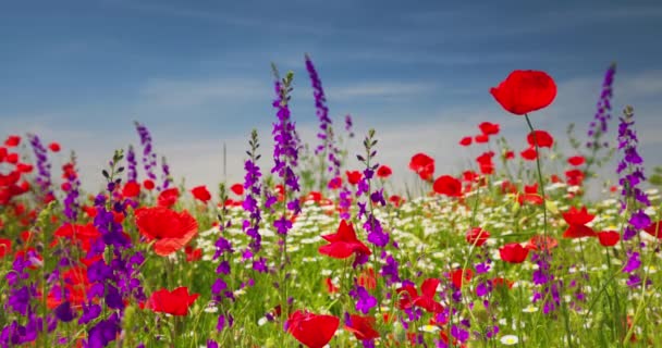 Field of bright red poppy, daisy and violet flowers in summer meadow