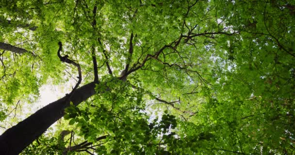 Árbol Bosque Con Luz Solar — Vídeos de Stock