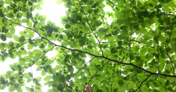 Strom Lese Slunečním Světlem Sluneční Paprsky Pronikají Větvemi Stromů — Stock video