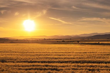 Altın buğday tarlasında gün batımı