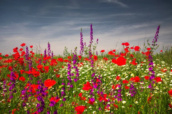 Pole Jasnoczerwone Kwiaty Maku Lecie — Zdjęcie stockowe