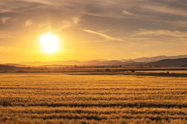 Coucher Soleil Sur Champ Blé Doré — Photo