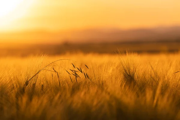 Sonnenuntergang Über Dem Weizenfeld — Stockfoto