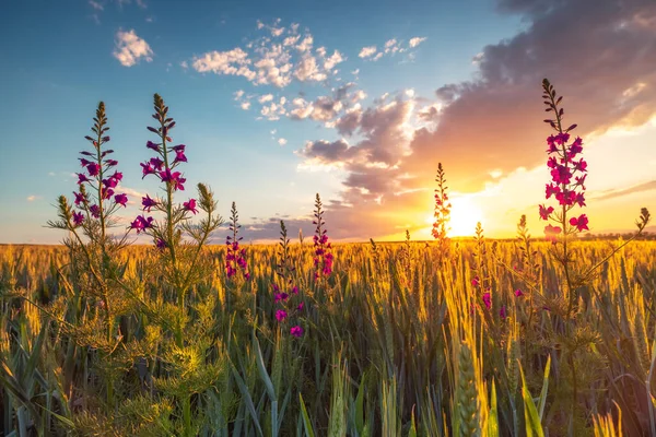 Coucher Soleil Sur Champ Blé Frais Les Fleurs Sauvages — Photo