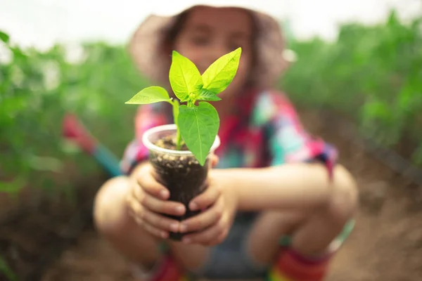 Niña Joven Agricultor Con Botas Colores Tocando Hojas Plantas Tomate — Foto de Stock