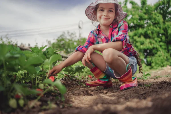 Una Niña Recogiendo Fresas Campo Cultivo Fresa Mano Infantil Sobre —  Fotos de Stock