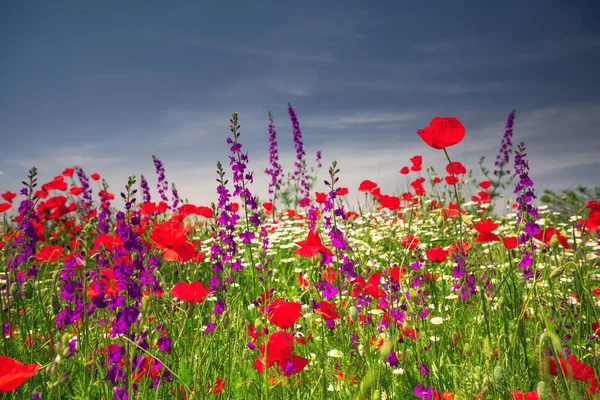 Feld Mit Leuchtend Roten Mohnblumen Sommer — Stockfoto