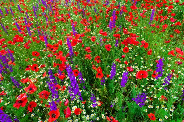 Campo Flores Amapola Color Rojo Brillante Verano — Foto de Stock