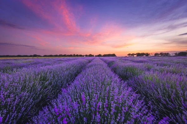 Lavendel Blomma Fältet — Stockfoto
