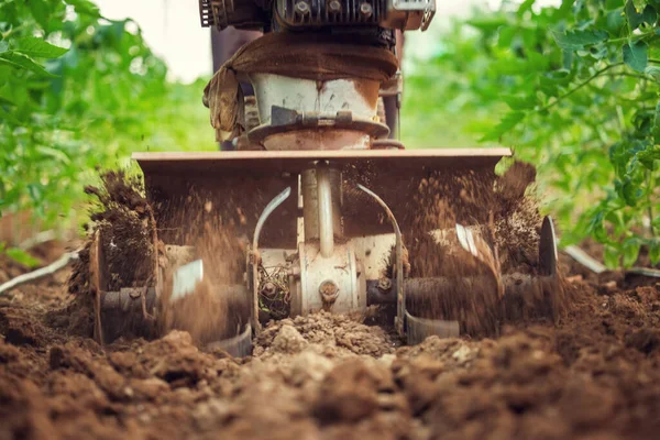 Αγρότης Μηχανή Καλλιεργητή Σκάβει Χώμα Στον Λαχανόκηπο Φυτά Τομάτας Θερμοκήπιο — Φωτογραφία Αρχείου