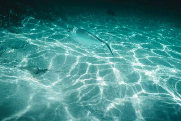 Sea Sand Blue Water Underwater Ocean Background — Stock Photo, Image