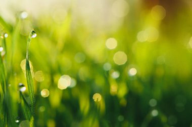 Su damlaları çimenlerin üzerine düşer (Sığ Dof)